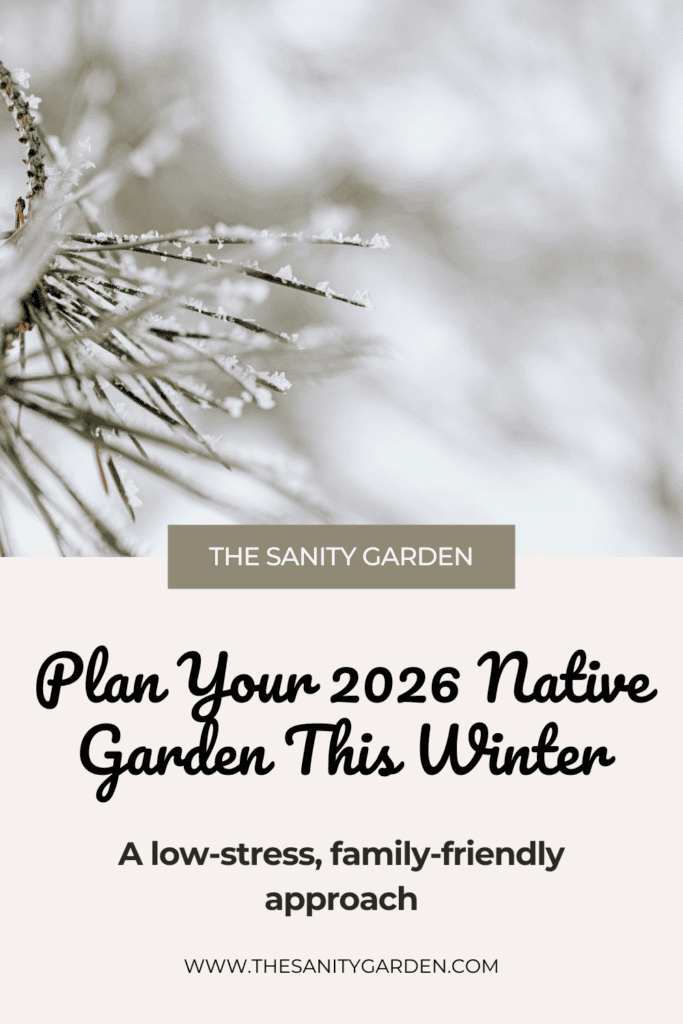 A an image of snowy pine needs against a blurred winter background to inspire readers to plan their native garden this winter. 