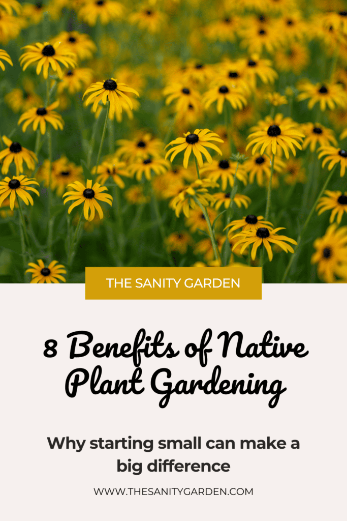 Bright yellow black-eyed susan flowers are grouped together to highlight the benefits of native plant gardening. 