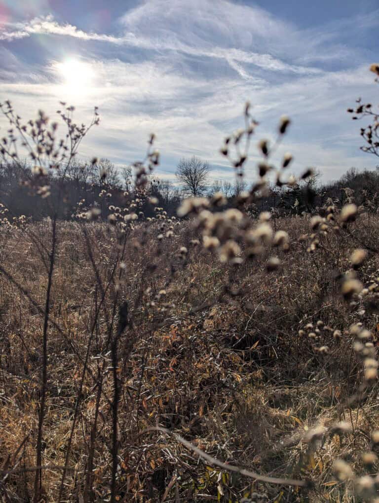 8 Benefits of Native Plant Gardening: Why Starting Small Can Make a Big Difference