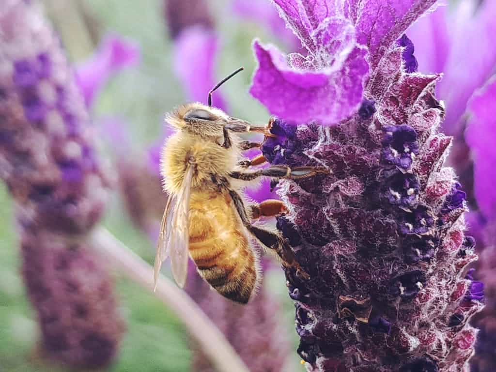 A detailed macro shot of a honeybee collecting nectar from a vibrant purple lavender flower in a native garden.