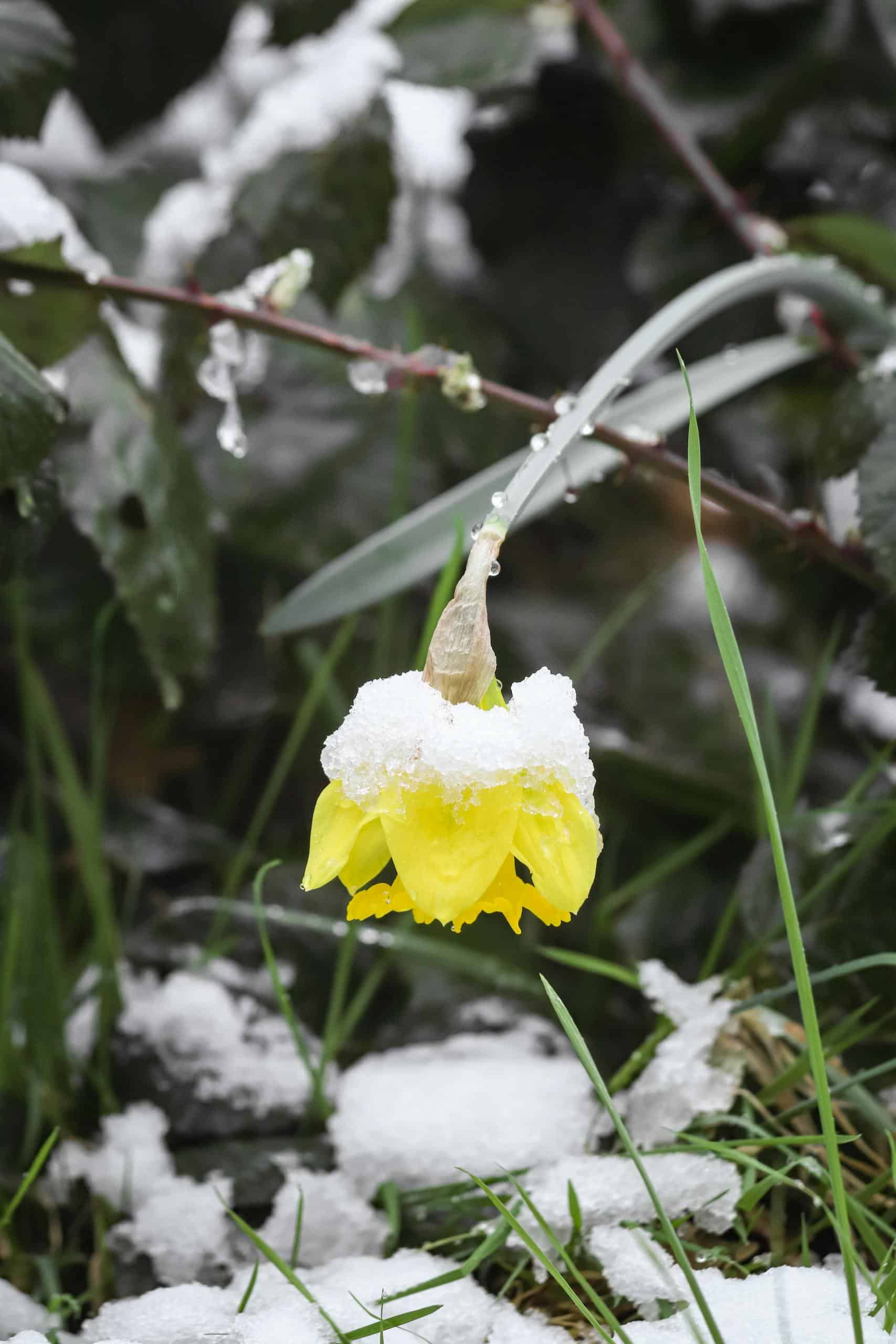 Close-up of a yellow daffodil covered in snow, depicting winter's beauty to inspire a native garden.