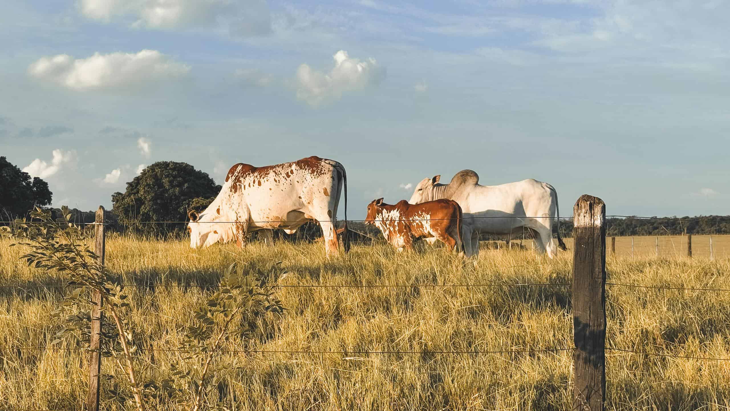 Pastoral scene of cows grazing in a sunlit field under a blue sky, just like cows in Roots So Deep.