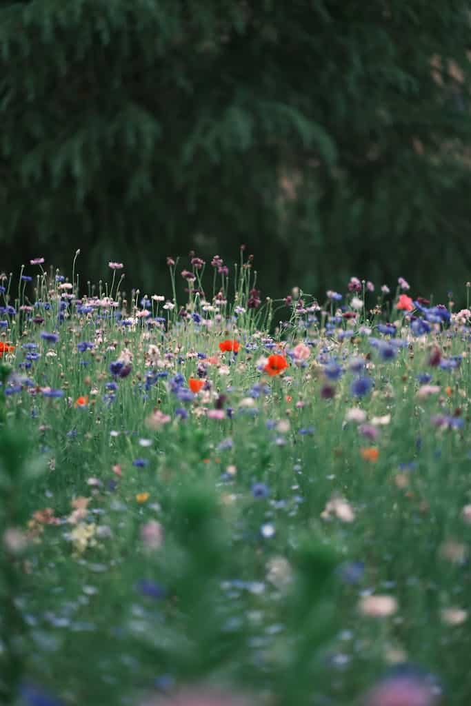 Tranquil meadow filled with vibrant wildflowers showcasing natural beauty.