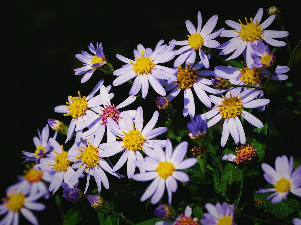 Vivid close-up of purple wildflowers with yellow centers in a sunlit garden setting.