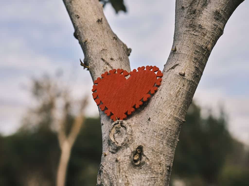 A red heart-shaped decoration attached to a tree trunk in an outdoor setting, symbolizing native gardening as an act of love.