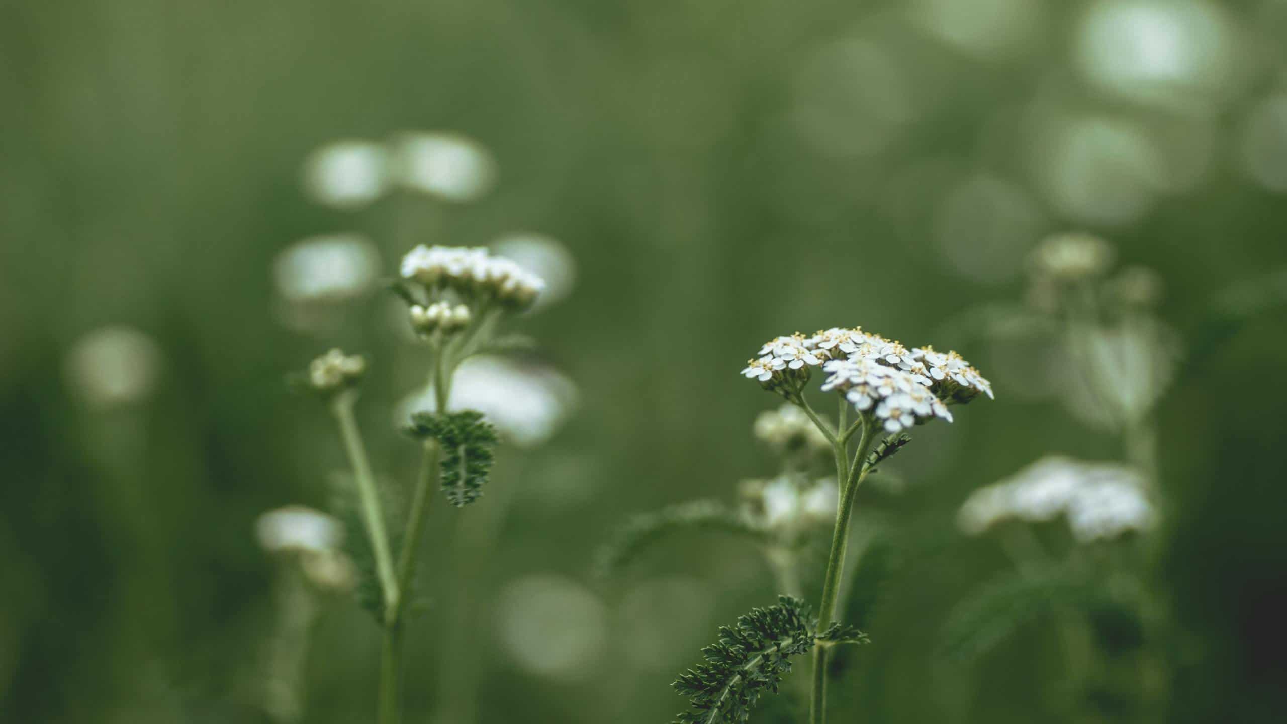 A serene close-up of white wildflowers blooming in a lush green meadow to create wildlife habitat.