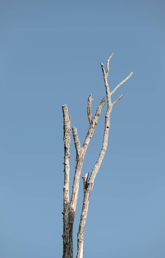 A stark, minimalist image showcasing a bare tree against a clear blue sky in Atlanta, Georgia, where an American Kestrel might live.