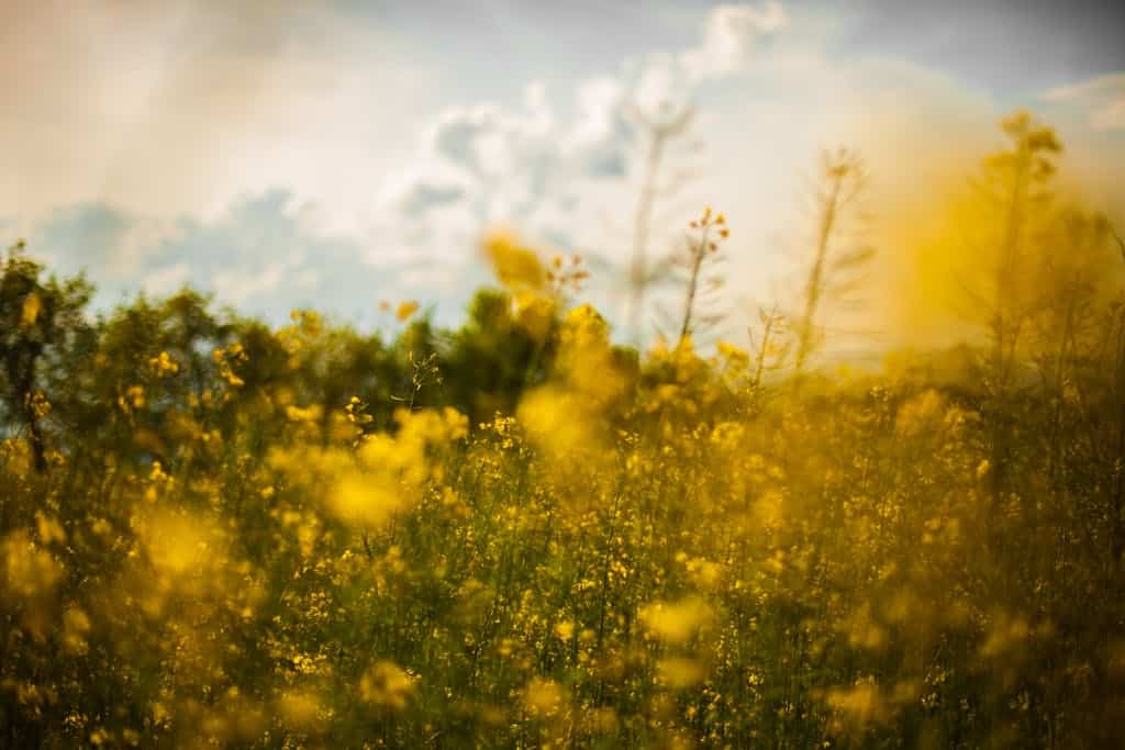 A stunning field of yellow wildflowers blooming under a clear blue sky, capturing the essence of nature's beauty, where an American Kestrel might live.