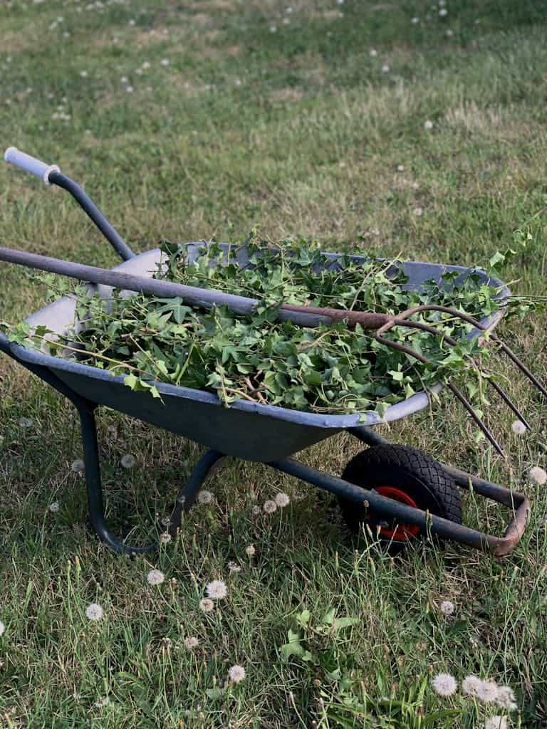 A wheelbarrow filled with garden weeds and a pitchfork on grassy terrain to create wildlife habitat.
