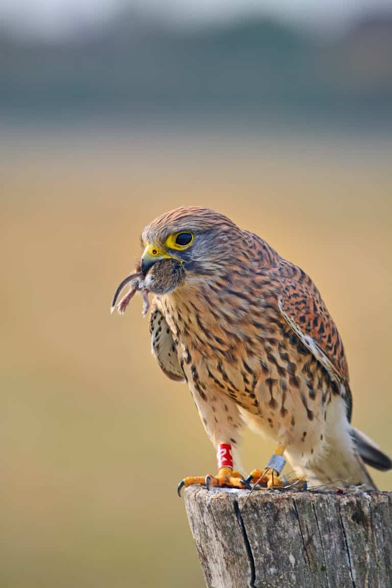 An American kestrel falcon perched on a post holding its prey, showcasing its hunting prowess.