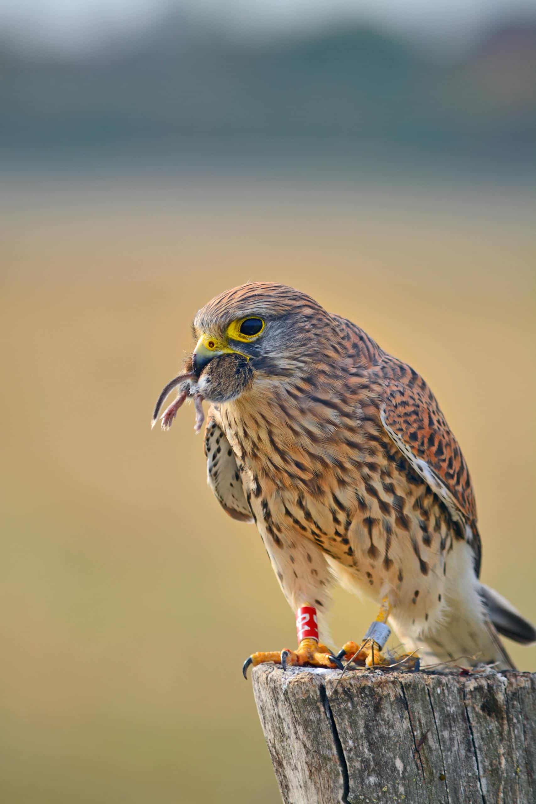An American kestrel falcon perched on a post holding its prey, showcasing its hunting prowess.