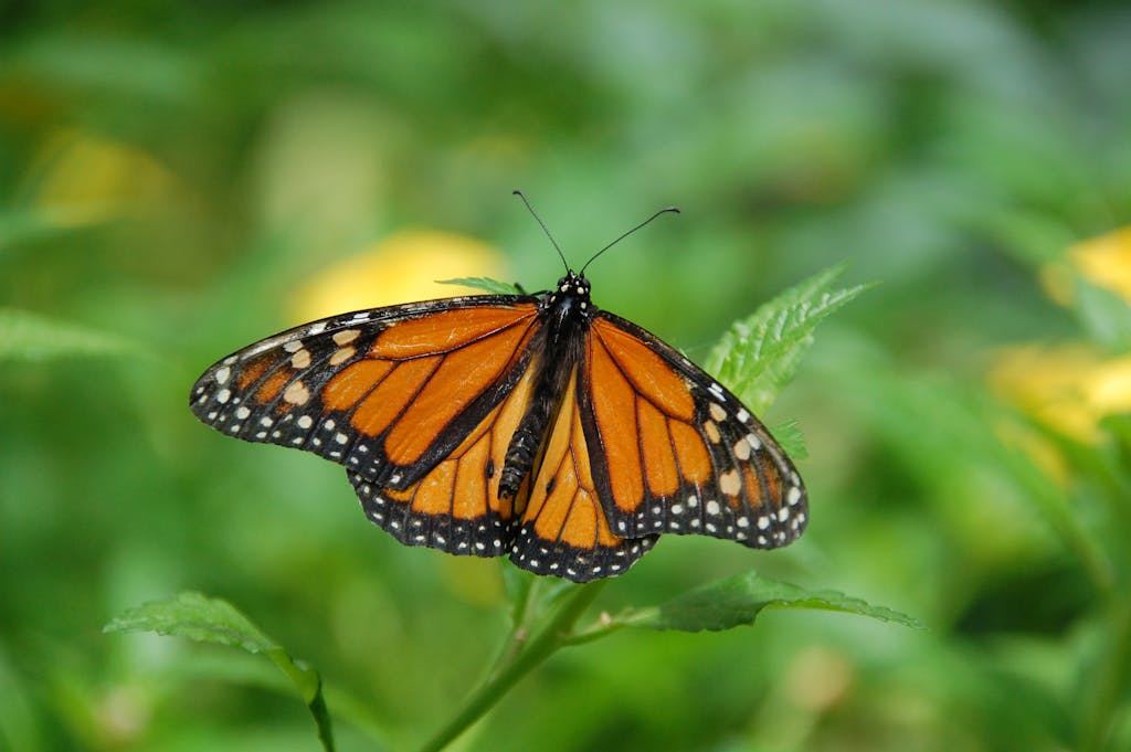 Close-up of a Monarch butterfly resting on green leaves, showcasing its vivid orange and black wings.