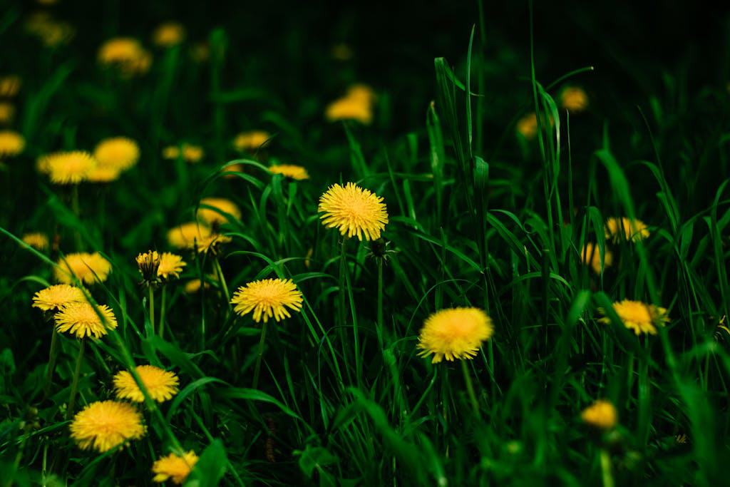 Close-up of yellow dandelions in a lush green meadow captured outdoors, part of an effort to create wildlife habitat.