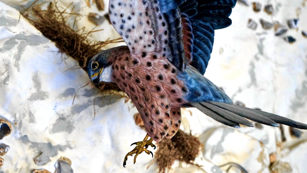 Detailed image of a colorful kestrel in flight showcasing its spotted feathers and sharp talons.