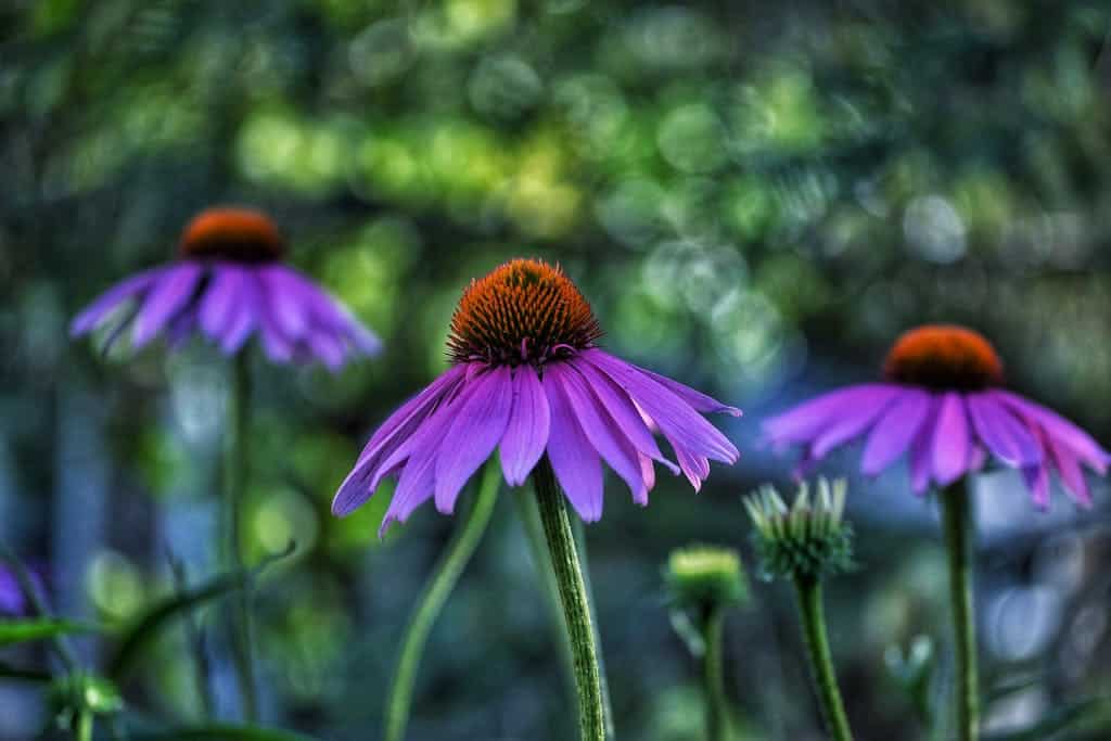 Detailed shot of purple coneflowers in natural outdoor setting, showcasing their vivid colors to create wildlife habitat.