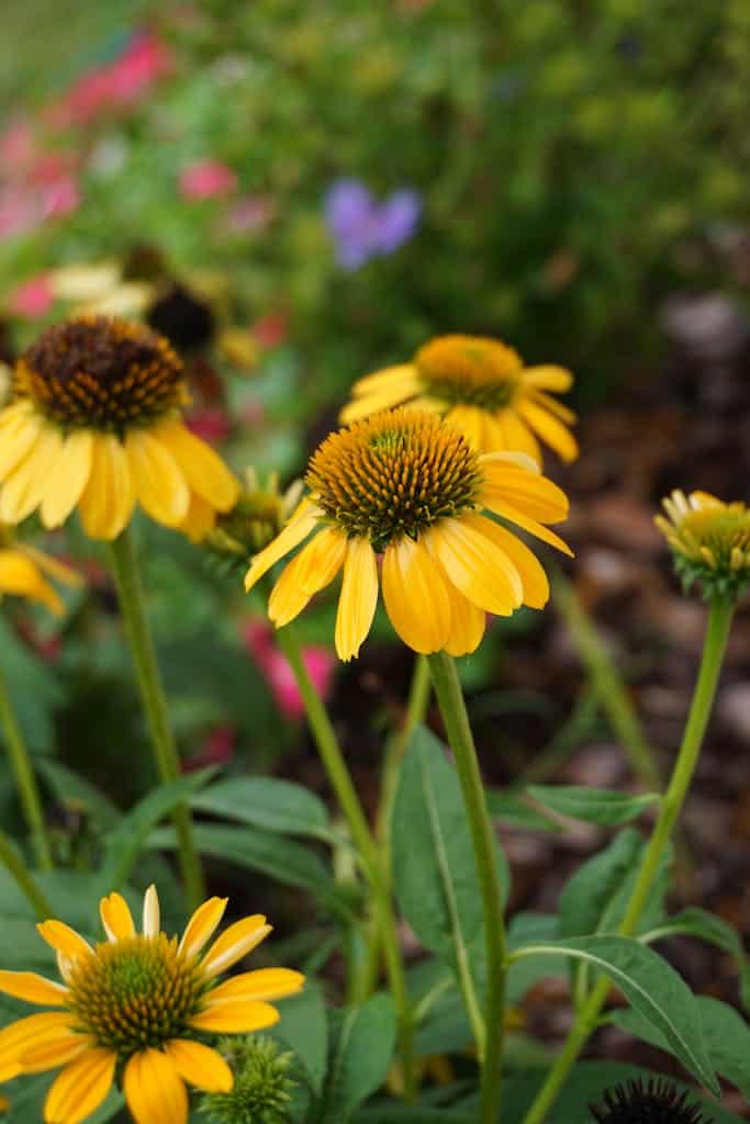 Macro shot of vibrant yellow coneflowers blooming in a garden, showcasing nature's beauty and why native gardening matters.
