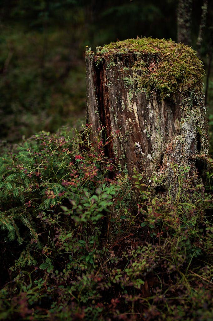Vibrant moss-covered tree stump surrounded by lush forest vegetation captured in a natural setting as part of a wildlife habitat.