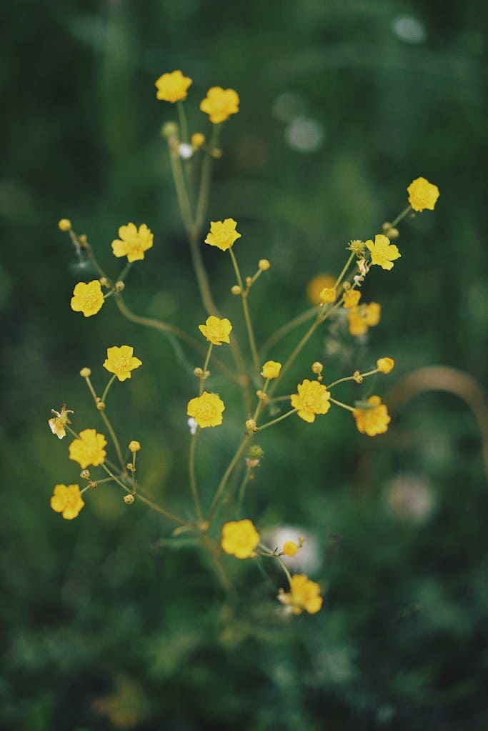 Vibrant yellow wildflowers in full bloom captured in a detailed close-up against a blurred green background to inspire others to create wildlife habitat.