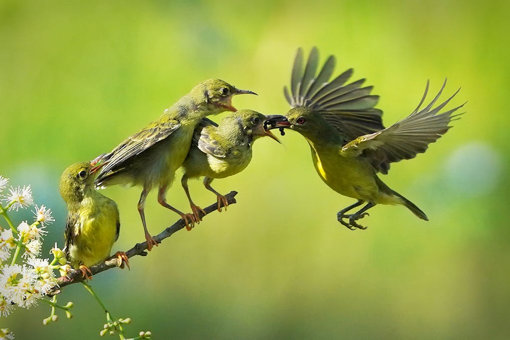 Vivid capture of sunbirds feeding chicks on a branch against lush greenery, showcasing nature's nurturing moments - what happens when you create wildlife habitat.