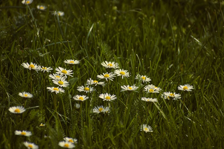 A serene springtime scene of blooming daisies scattered across a lush green no-mow zone.