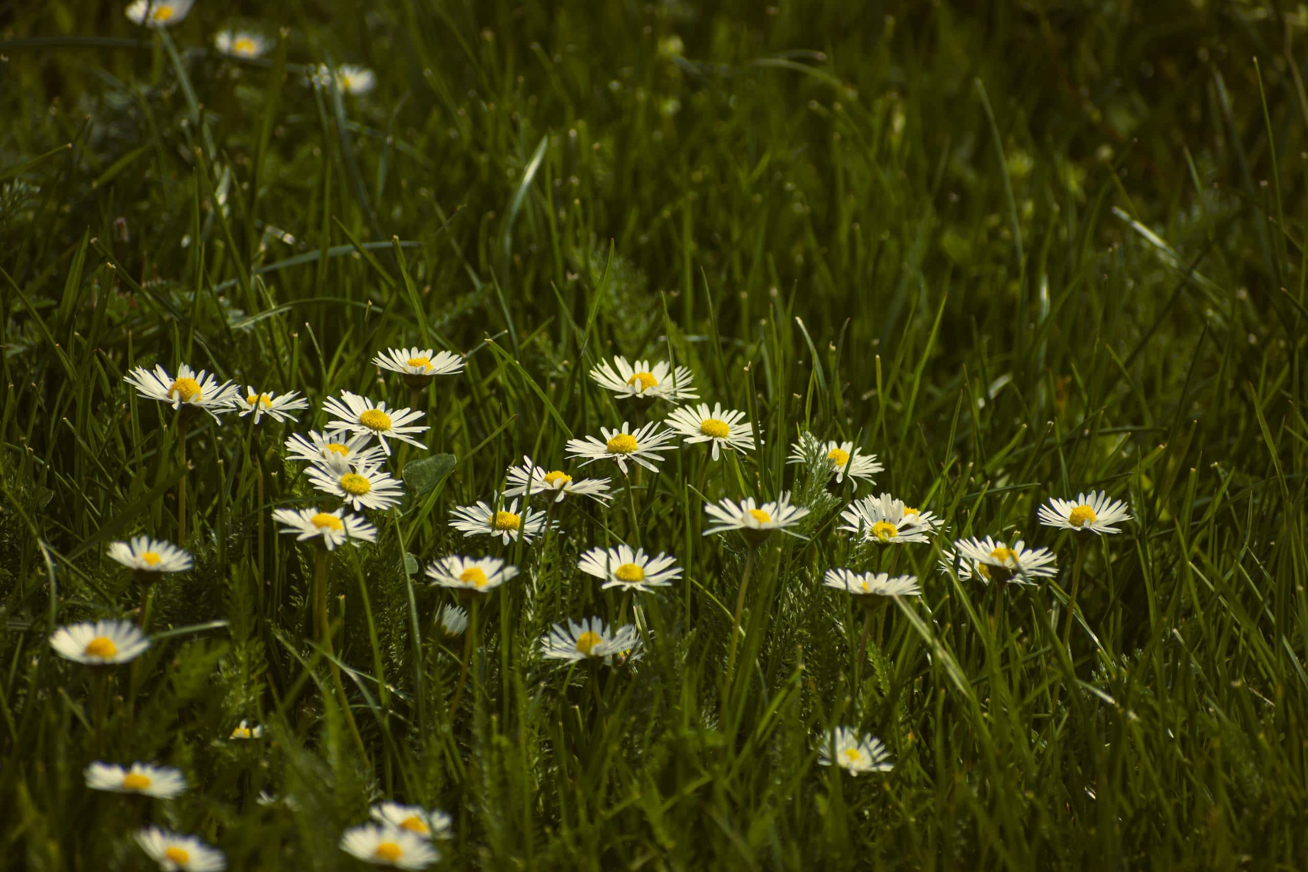 A serene springtime scene of blooming daisies scattered across a lush green no-mow zone.