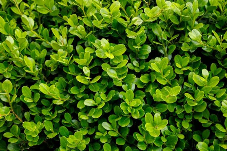 Close-up view of vibrant green boxwood foliage, showcasing lush leaves and natural texture, a target of invasive plant removal.