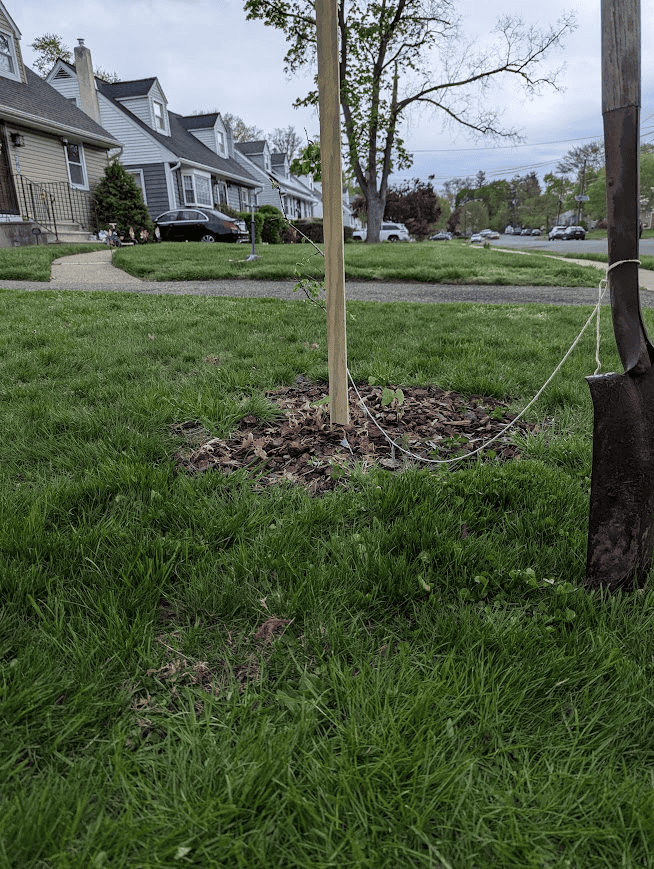 A trenching shovel stands tied to a young elm tree to measure an even bed while learning how to remove grass for a garden bed. 