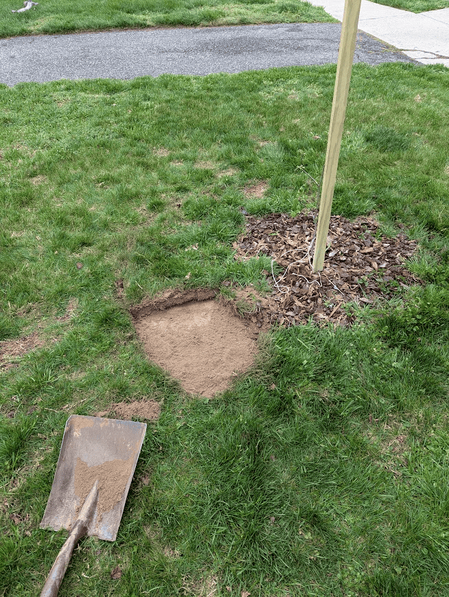 Picture of a front lawn, a young tree and a shovel to show how to remove grass for a garden bed. 