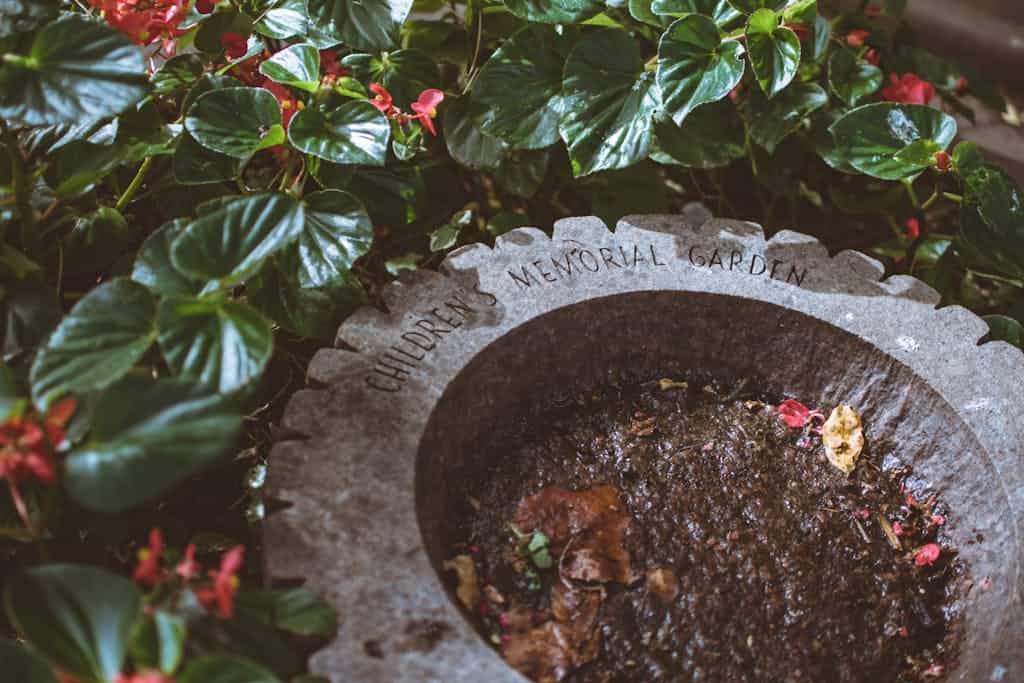 Serene scene in Children's Memorial Garden featuring vibrant flowers and lush leaves as an example of native gardening goals.