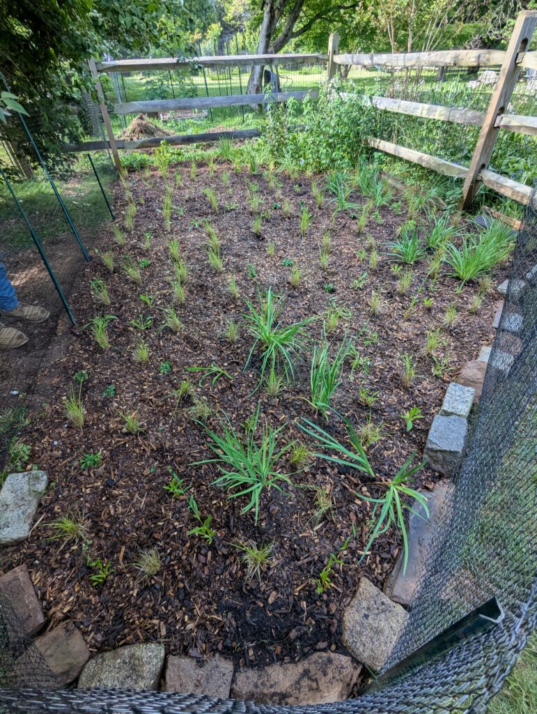 Fresh garden bed, lined with cobbles, and full of baby plants.