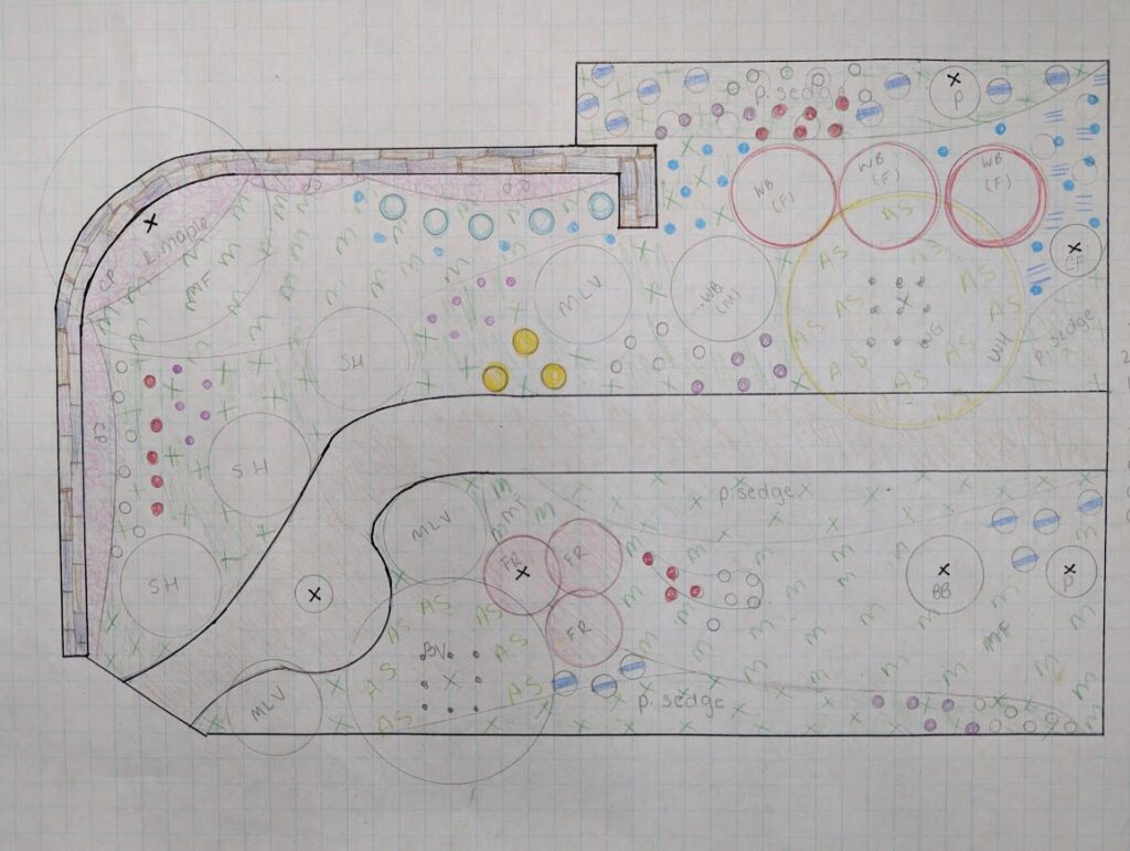 Graph paper with a garden bed drawn and circles indicating native plant placement in the design.