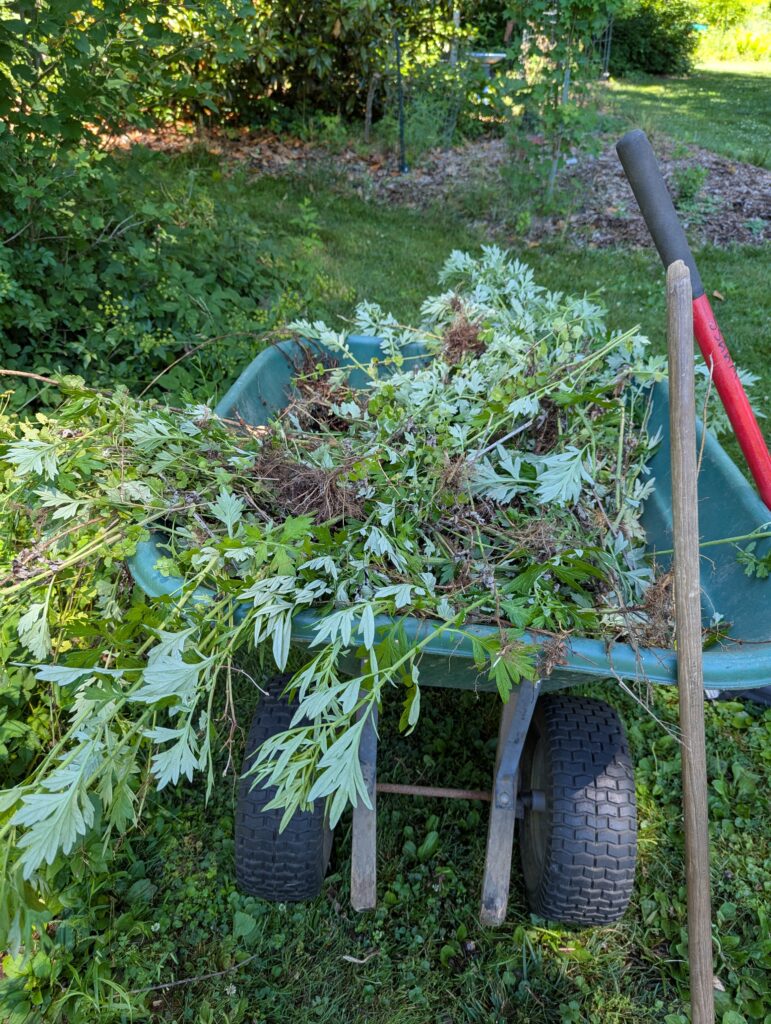 A large wheelbarrow outdoors, filled with mugwort removed from a garden.
